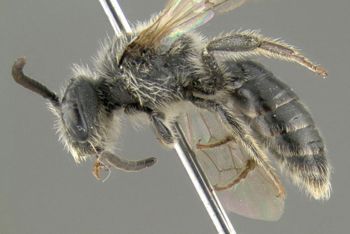Media type: image;   Entomology 609527 Aspect: habitus lateral view